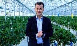 Çilek serası yılda 450 ton kapasitesine ulaştı