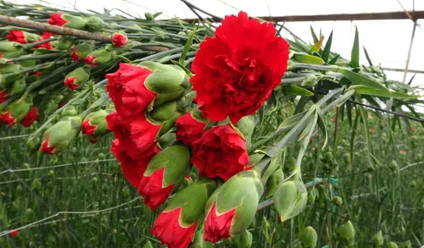 8 MART DÜNYA KADINLAR GÜNÜ